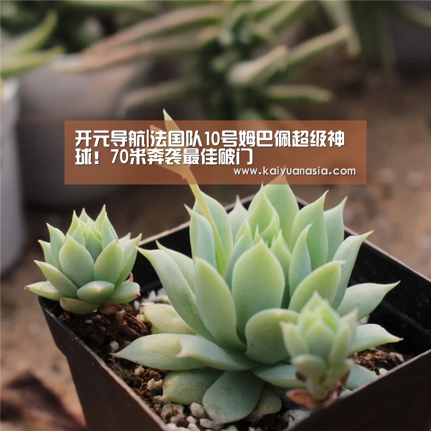 开元入口